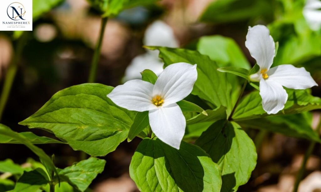Three white trillium flowers symbolizing names that mean three.
